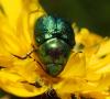 Cryptocephalus sp.